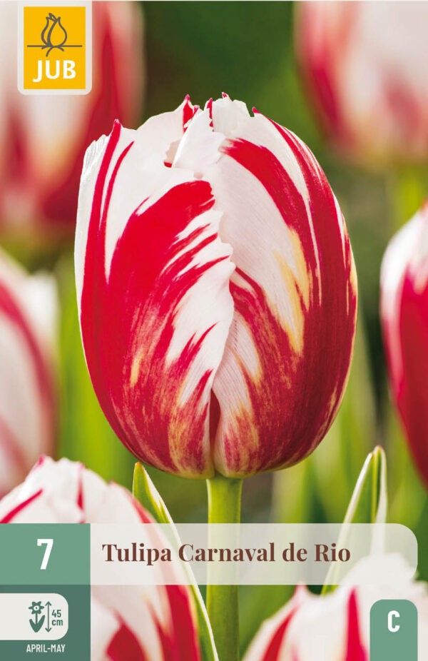 7 Tulip Carnaval de Rio 11/12