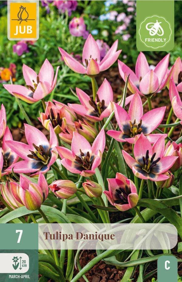 7 Tulip Danique 6/+