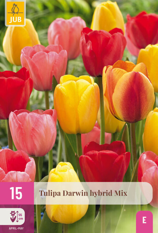 15 Tulip Darwin hybrid Mix 11/12