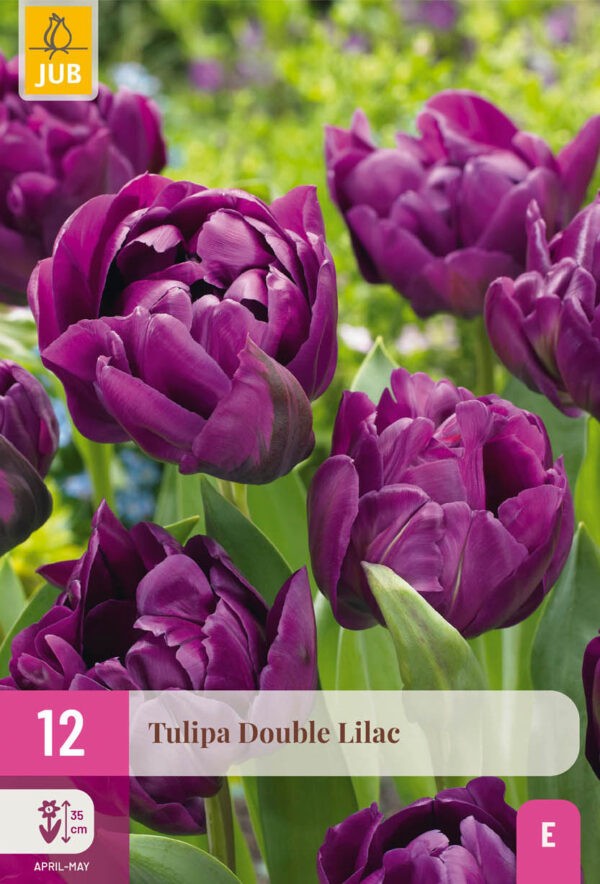 12 Tulip Double Lilac 11/12