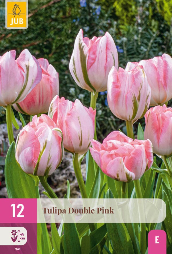 12 Tulip Double Pink 11/12