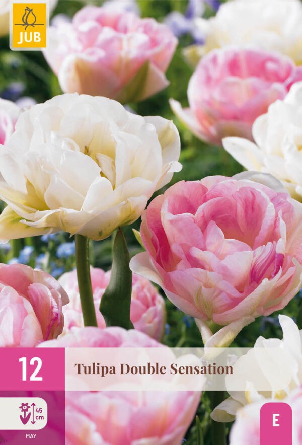 12 Tulip Double Sensation 11/12