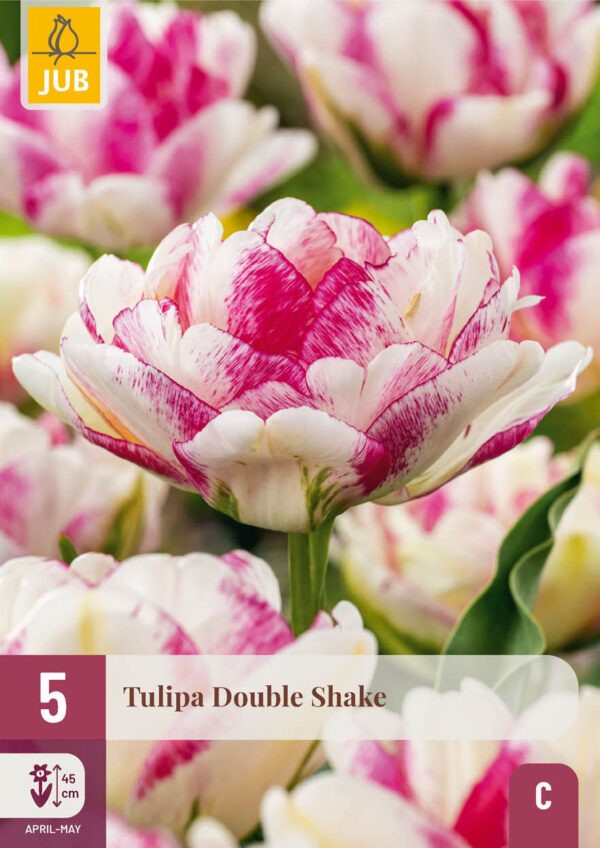 5 Tulip Double Shake 11/12