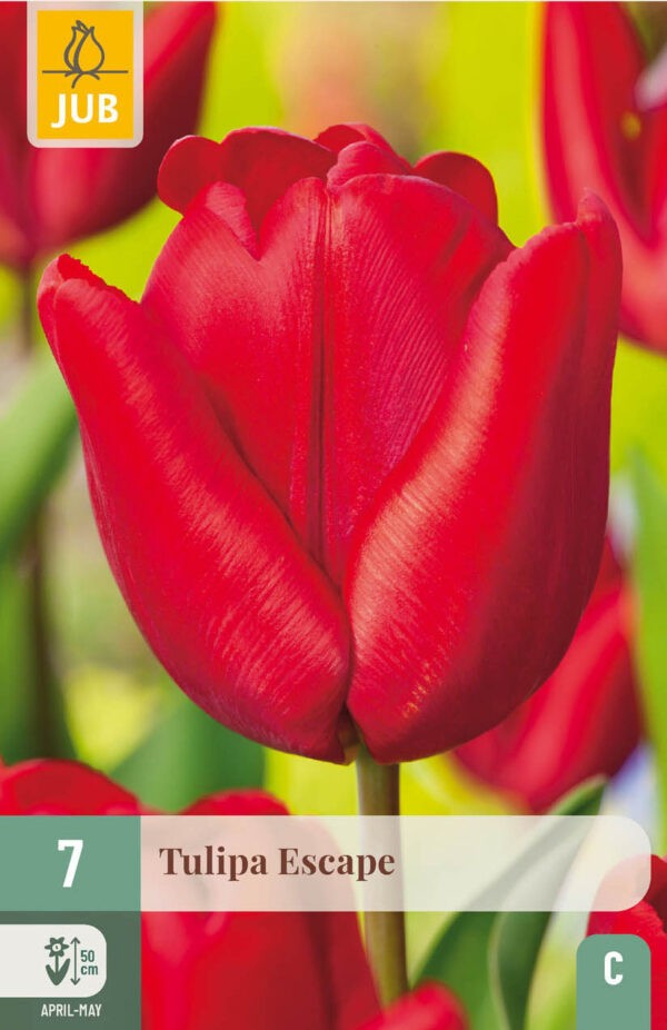 7 Tulip Escape 11/12