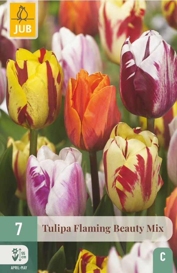 7 Tulip Flaming Beauty Mix 11/12