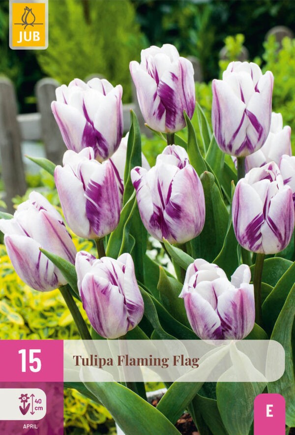 15 Tulip Flaming Flag 11/12