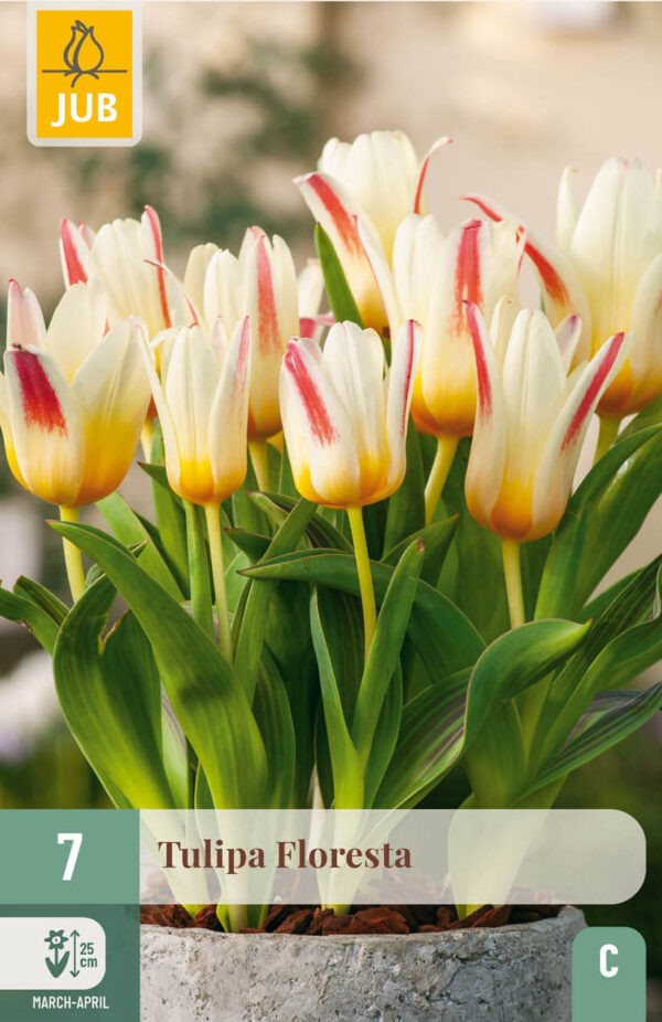 7 Tulip Floresta 11/12