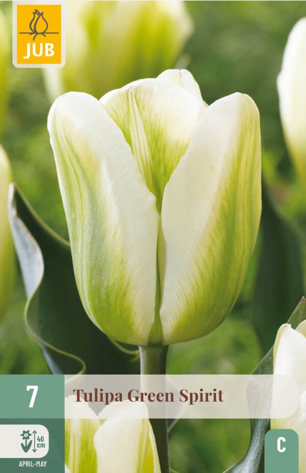 7 Tulip Green Spirit 11/12