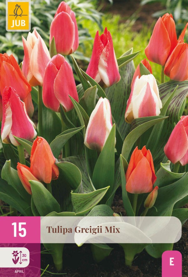 15 Tulip Greigii Mix 11/12