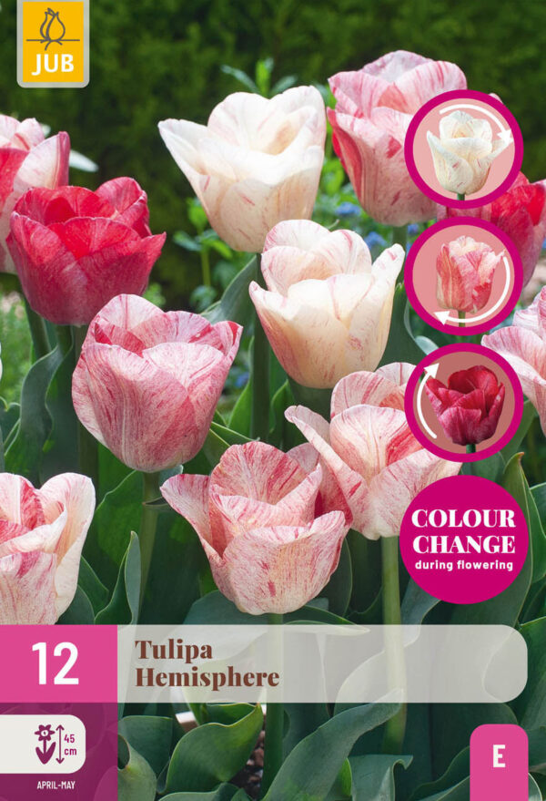 12 Tulip Hemisphere 11/12