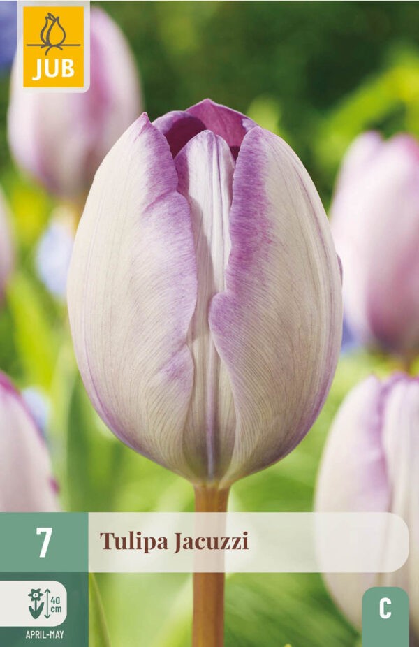 7 Tulip Jacuzzi 11/12