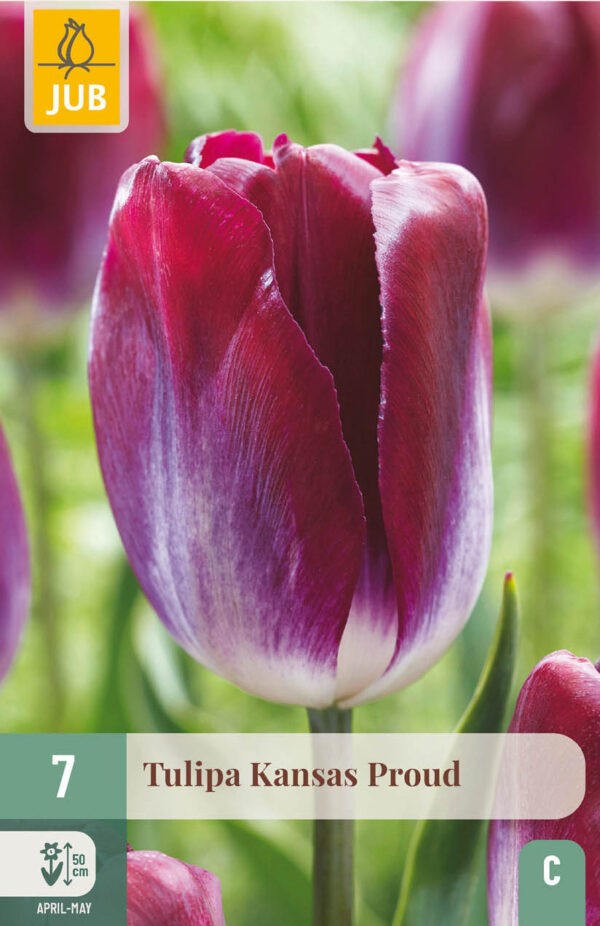 7 Tulip Kansas Proud 11/12