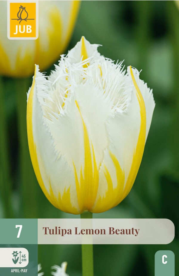 7 Tulip Lemon Beauty 11/12