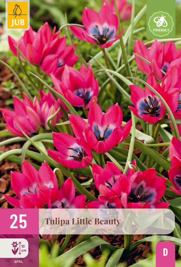 25 Tulip Little Beauty 6/+