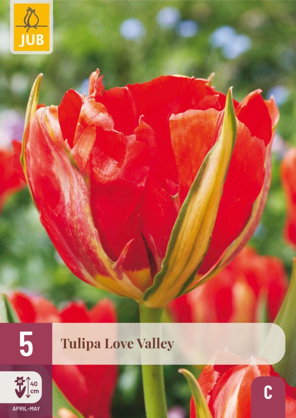 5 Tulip Love Valley 11/12