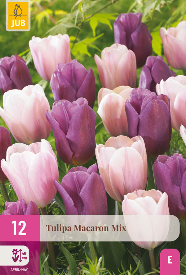 12 Tulip Macaron Mix 11/12