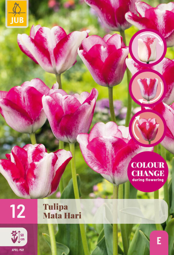 12 Tulip Mata Hari 11/12