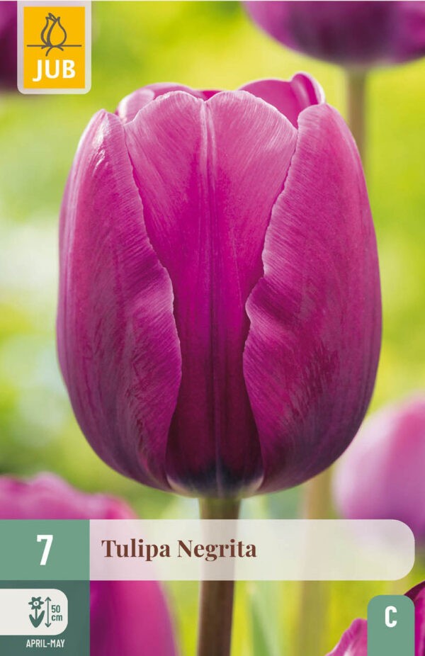 7 Tulip Negrita 11/12
