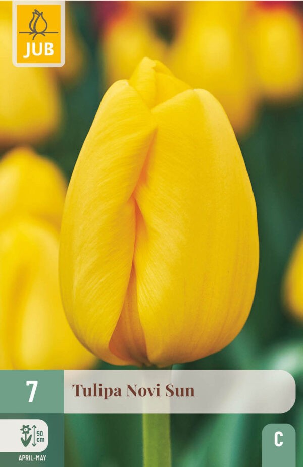 7 Tulip Novi Sun 11/12