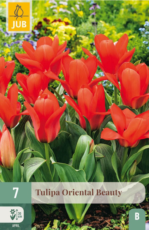 7 Tulip Oriental Beauty 11/12
