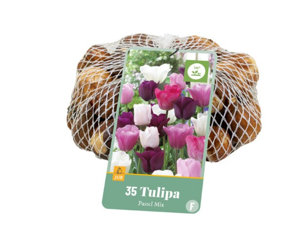 35 Tulip Pastel Mix Netlon 11/12