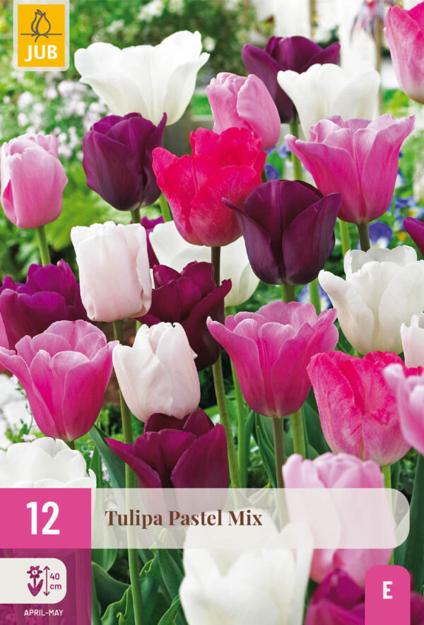 12 Tulip Pastel Mix 11/12