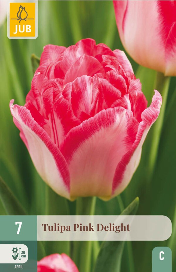7 Tulip Pink Delight 11/12