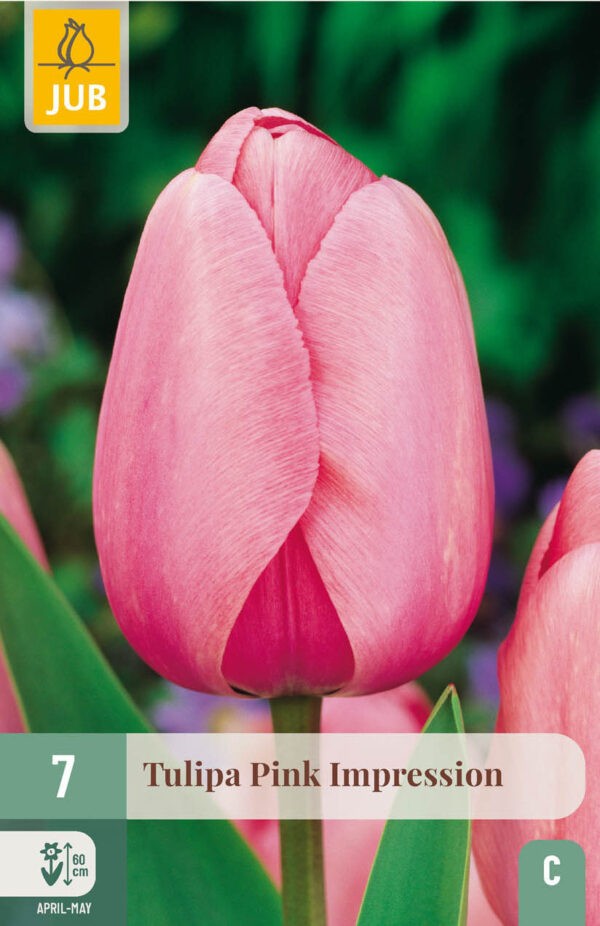7 Tulip Pink Impression 11/12