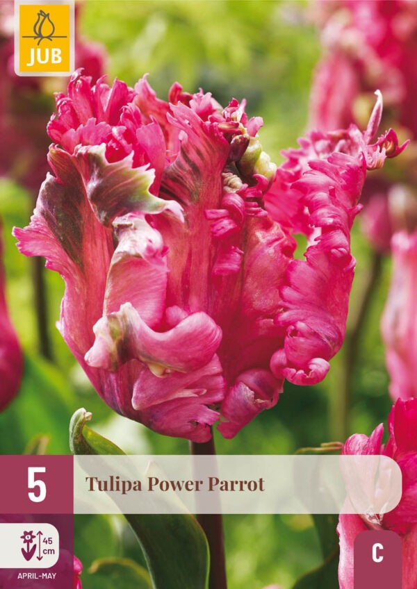 5 Tulip Power Parrot 11/12