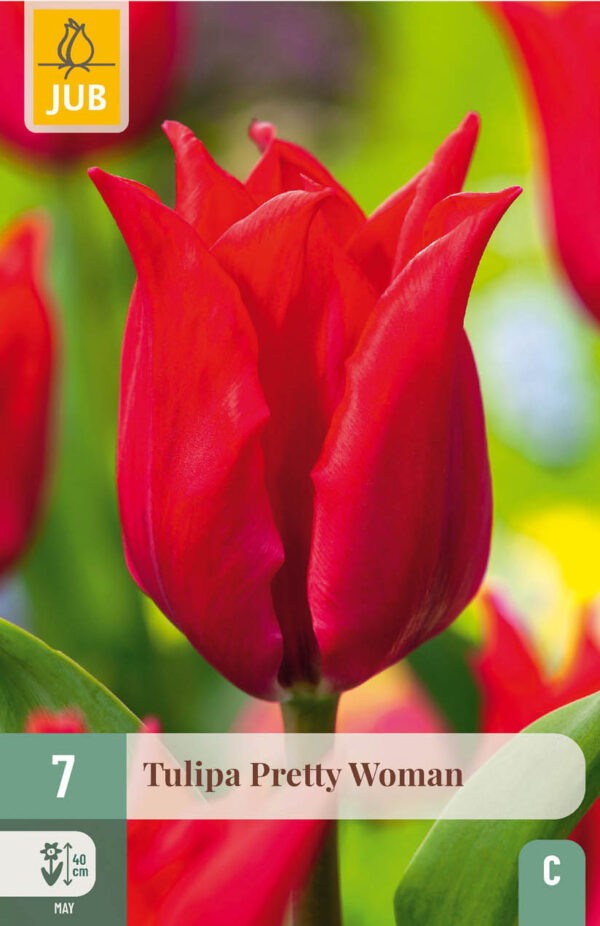 7 Tulip Pretty Woman 11/12