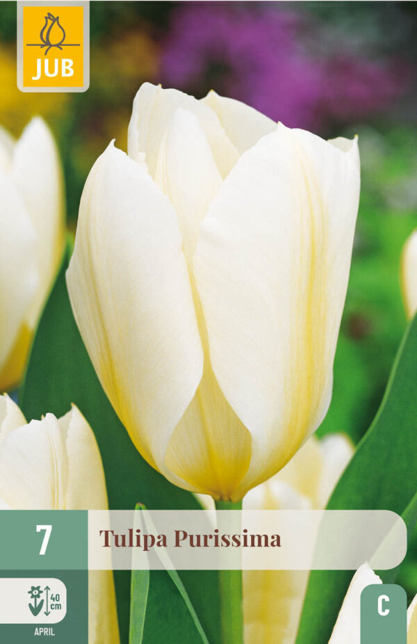 7 Tulip Purissima 11/12