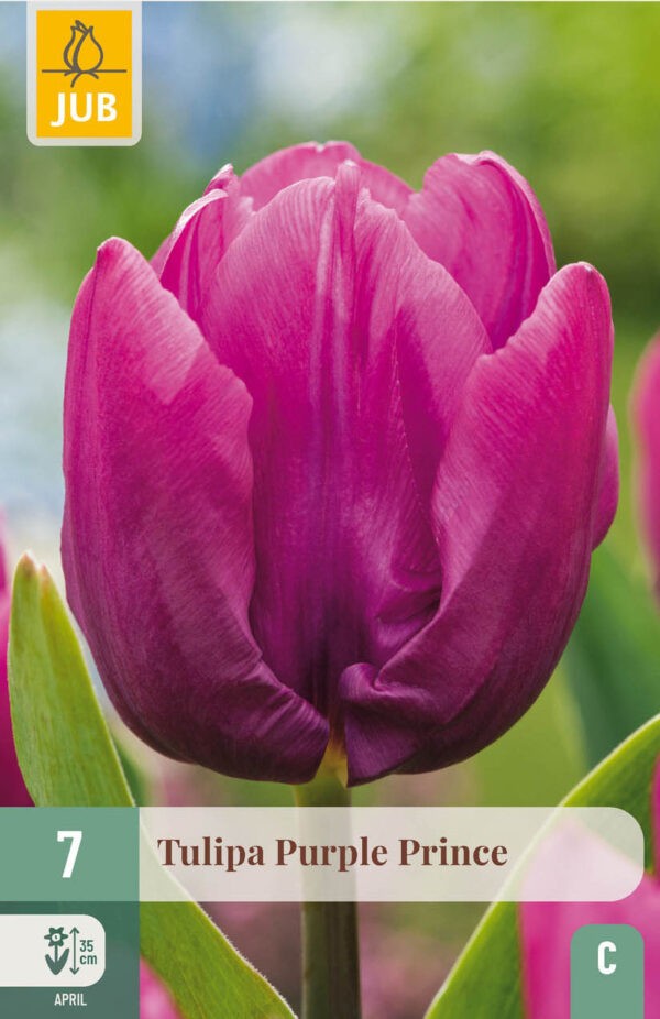 7 Tulip Purple Prince 11/12