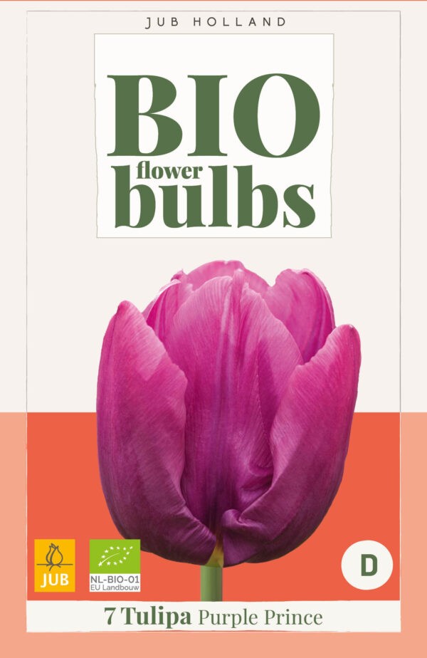 7 Bio Tulip Purple Prince 11/+