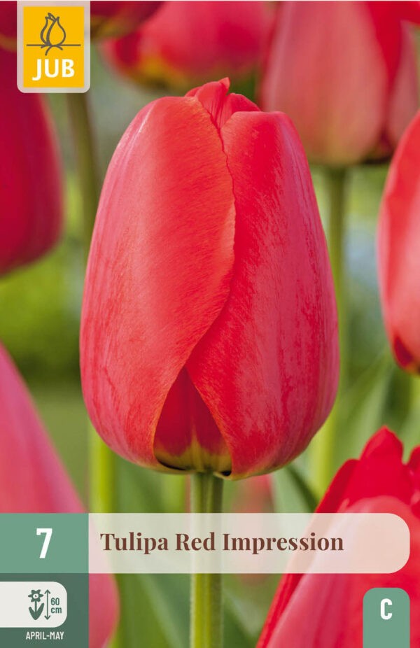 7 Tulip Red Impression 11/12