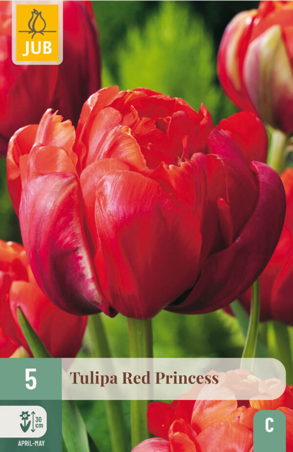 5 Tulip Red Princess 11/12
