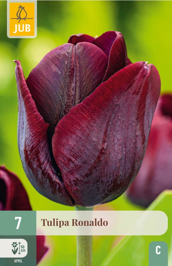 7 Tulip Ronaldo 11/12