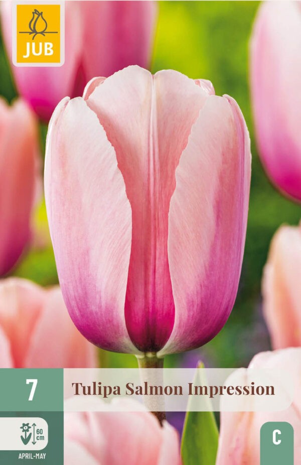 7 Tulip Salmon Impression 11/12