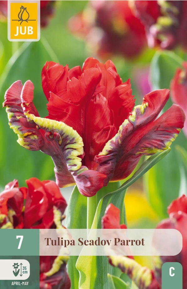 5 Tulip Seadov Parrot 11/12