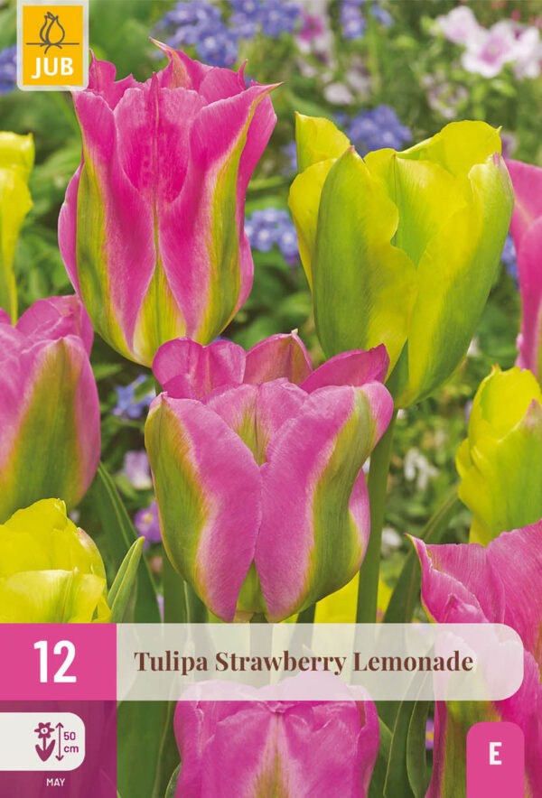12 Tulip Strawberry Lemonade 11/12