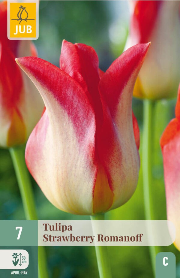 7 Tulip Strawberry Romanoff 11/12