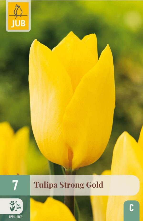 7 Tulip Strong Gold 11/12