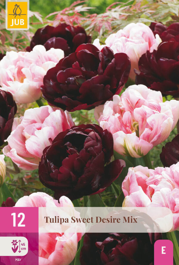 12 Tulip Sweet Desire Mix 11/12