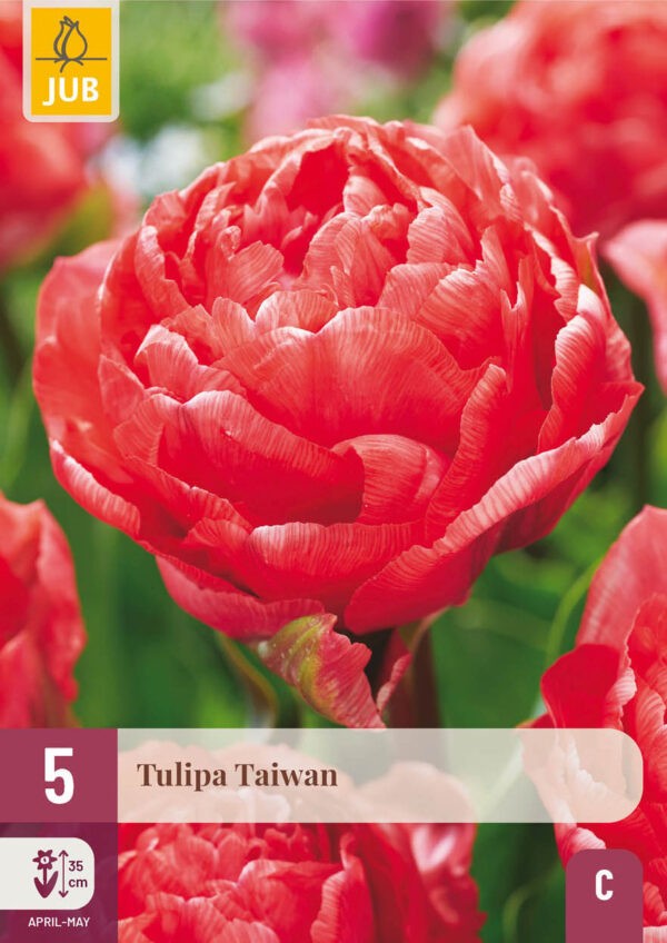 5 Tulip Taiwan 11/12