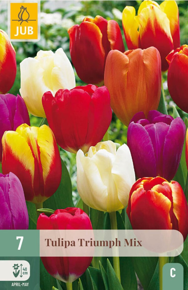 7 Tulip Triumph Mix 11/12