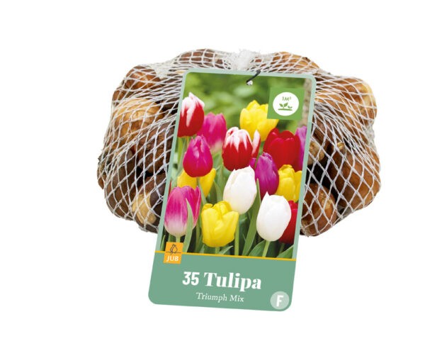 35 Tulip Triumph Mix Netlon 11/12