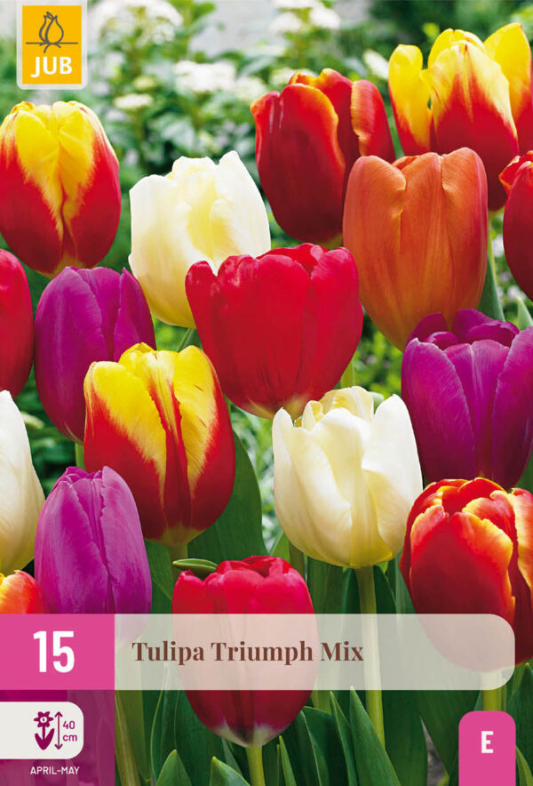 15 Tulip Triumph Mix 11/12