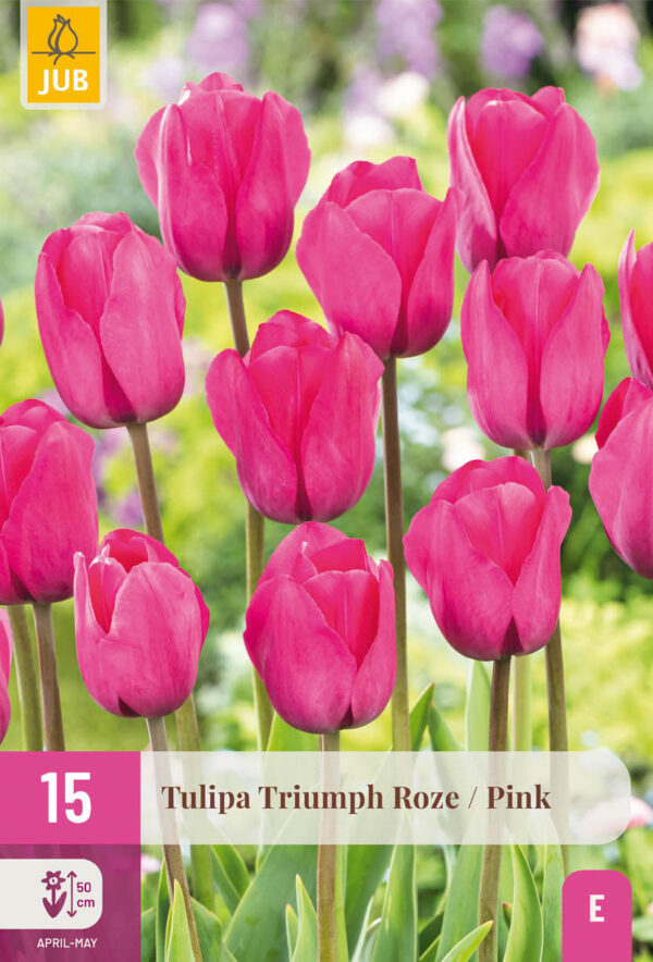15 Tulip Triumph Pink 11/12