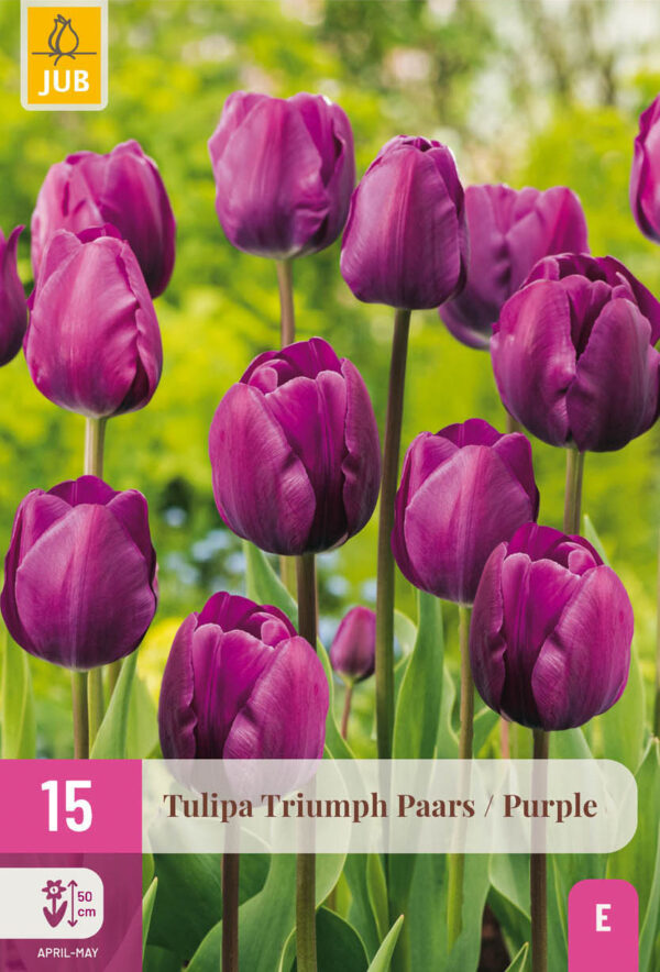 15 Tulip Triumph Purple 11/12