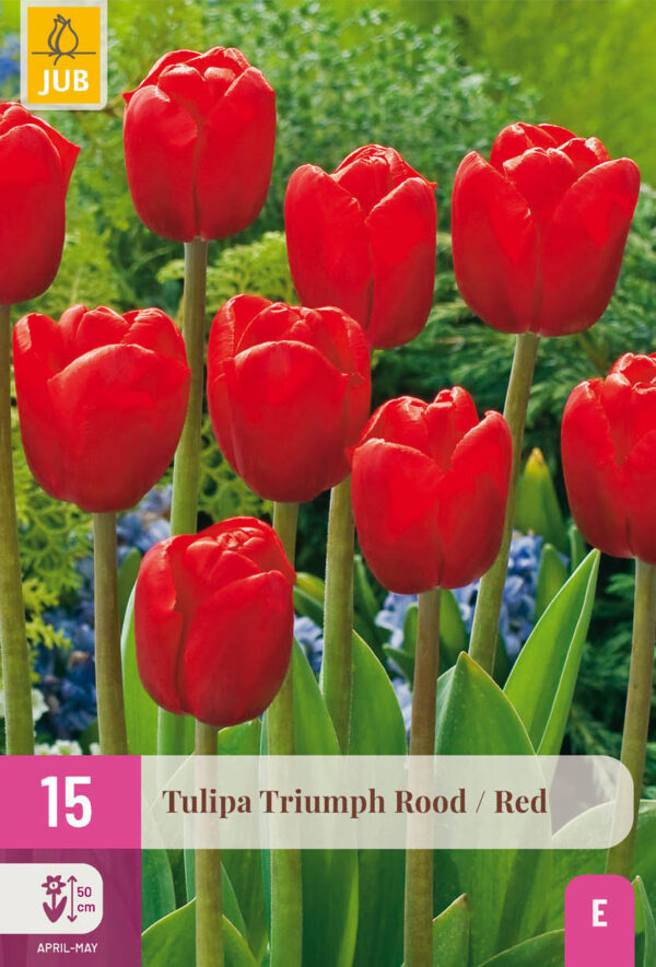 15 Tulip Triumph Red 11/12