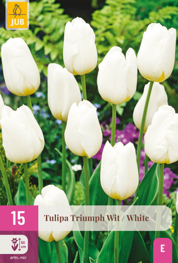 15 Tulip Triumph White 11/12